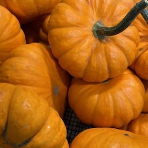 Ornamental Pumpkins