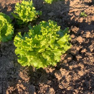 Organic Green Batavia 12ct