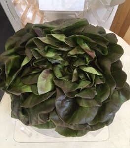 Red Butter Lettuce