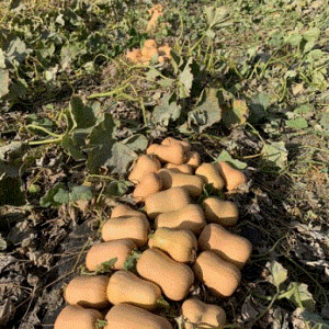 Baby Butternut Squash