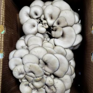 Blue Oyster - 5 Lbs