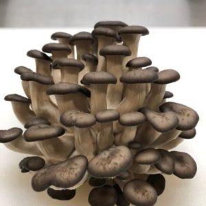 Blue Oyster - 10 Lbs