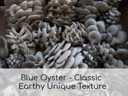Blue Oyster (5lb Case)