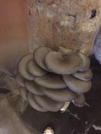 Blue Oyster Mushrooms - 1lb