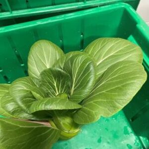 Fresh Bok Choy 12ct Case