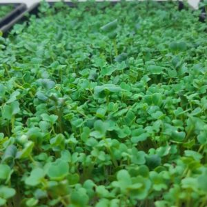 Broccoli Brassica Blend - 8 oz