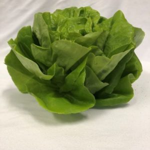 Butterleaf in Sleeve -Store