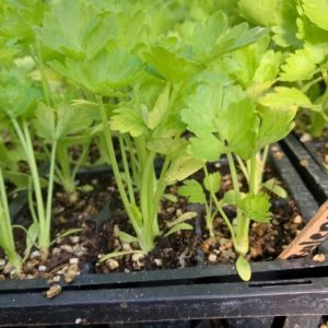 Celeriac Plants in a Tray