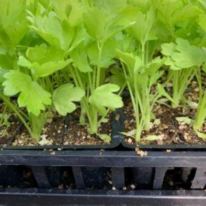 Celery Plants in a Tray