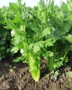 Celery - Approx 1.5lb - 20 pcs