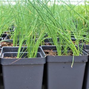 Chive Plants in a Pot