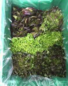 Fresh Mixed Lettuce 9ct