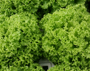 Coral Green Lettuce - Store(s)