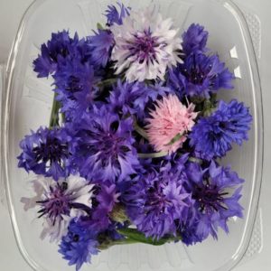 Cornflowers (50 Count)