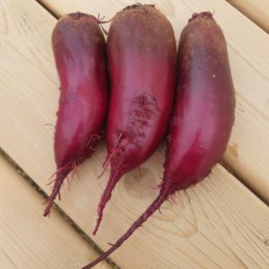 Cylindrical Red Beets