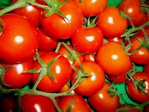 Avalantino on the Vine