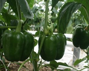 Organic Green Peppers