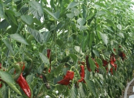 KG - Organic Ramero Peppers