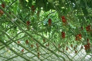 Organic Red Cocktail Tomato