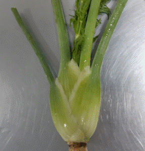 Organic Baby Fennel
