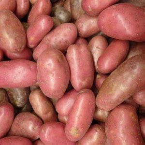French Fingerling (Large Size)