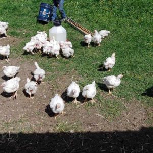 Local Chicken - Frozen