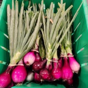 Red Onions (20lb Case)