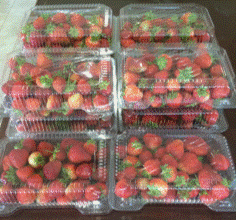Fresh Strawberries