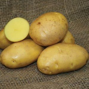 German Butterball