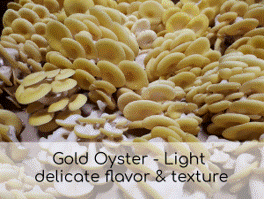 Gold Oyster (5lb Case)