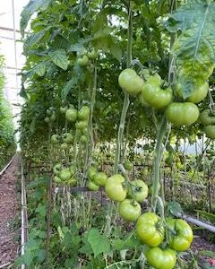 Organic Green Beefsteak 15lb
