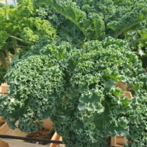 Fresh Green Kale