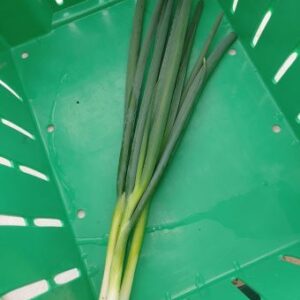 Green Onions - 4oz Bunch(es)