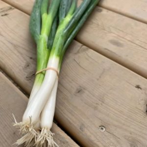 Green Onions- 4oz Bunch(es)