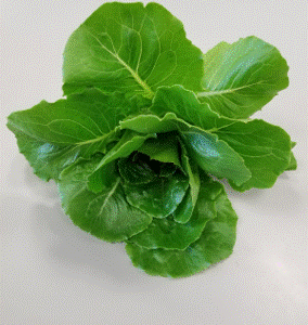 Trio Romaine Lettuce 15 ct
