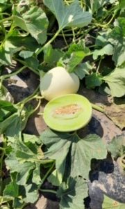Honeydew Melons (Approx 1.8 lb)