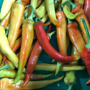 Zesy Hot Peppers