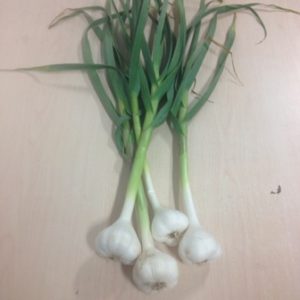 Fresh Organic Softneck Garlic Per lb