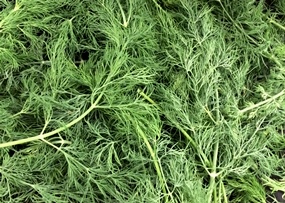 Dill Herb (250 g Bag)