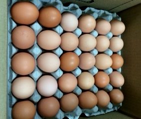 Large Eggs (15 dozen case)