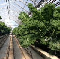 Fresh Green Kale (1/2 lb bag)