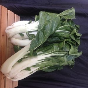 KG - Bok Choy