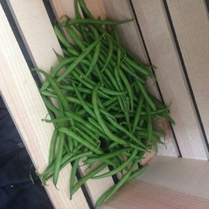 French Filet Beans