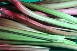 Organic Rhubarb (10lb Case)