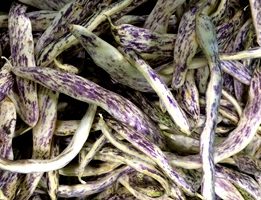 Dragon Tongue Beans