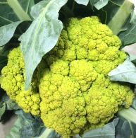 Green Cauliflower (Case)