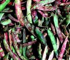 Cranberry Beans