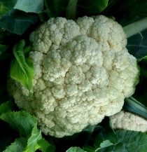 White Cauliflower (Case)