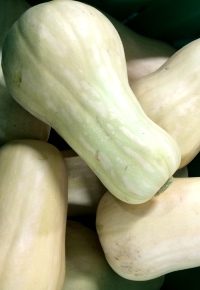Butternut Squash - 20lb Case