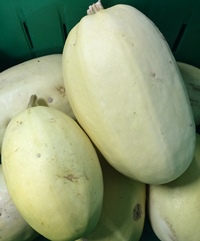 KG - Spaghetti Squash (Yellow)